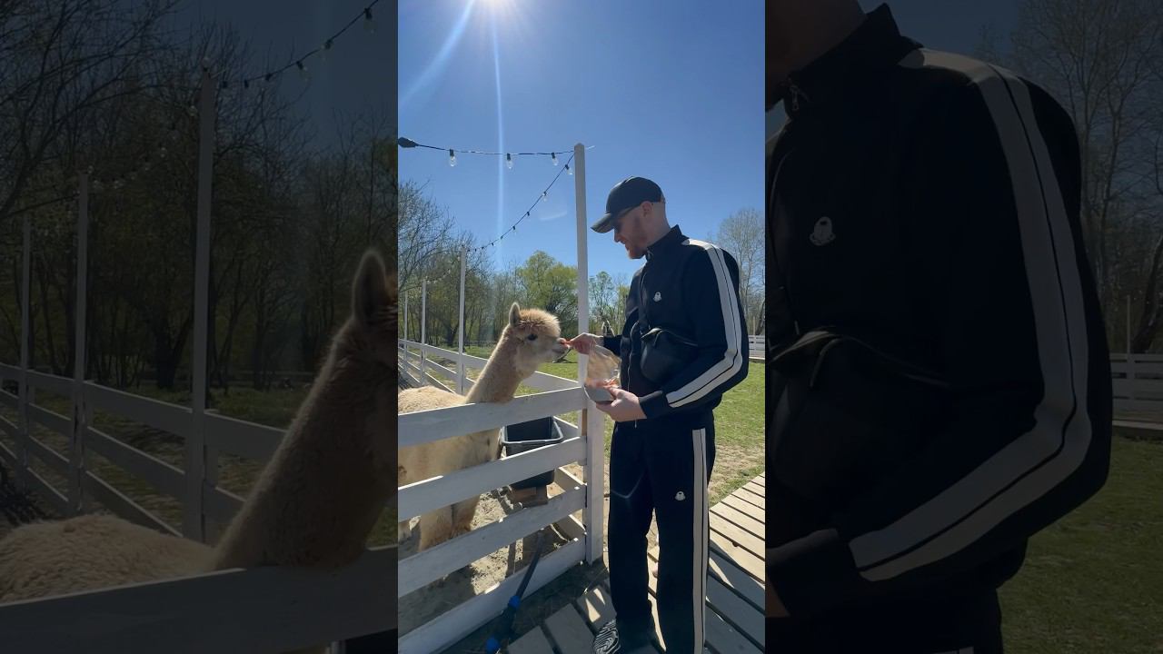 Альпака или лама смотреть онлайн