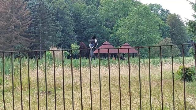 Сорока в парке смотреть онлайн