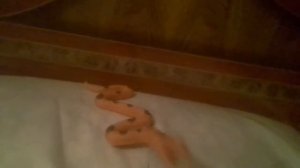 Танец змеи под музыку