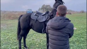 Подбор и доставка лошадей на заказ из КЧР и КБР. Часть 1.