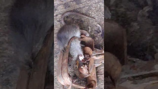 Охота на крыс , "туннель" рулит. /Rat hunting, the "tunnel" rules. смотреть онлайн