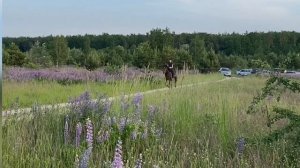 EQUESTRIAN VLOG | КОННЫЙ ВЛОГ | ФОТОСЕССИЯ В ЛЮПИНАХ | КОННЫЙ КЛУБ «ВОСХОД»