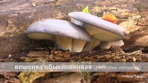 вешенка обыкновенная