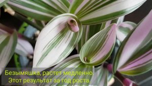 Tradescantia|Традесканція|Традесканция от черенка через пол года...