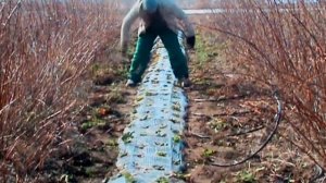 Парник с клубникой  | Устанавливаем дуги