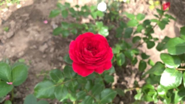 Розы Леонардо да Винчи и Ред Леонардо да Винчи, сравним)))  (Rosе *Leonardo da Vinci* )