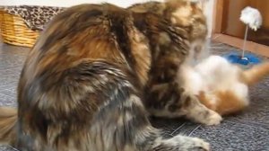 Воспитание котят мейн-кунов (24coon.ru)