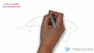 How to Draw a Killer whale / Как нарисовать касатку
