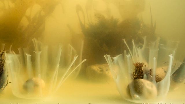 Project GLONY: An Accessible Way to Make Algae Bioplastic at Home & Biodesign for the Baltic Sea смотреть онлайн