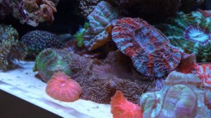 WOW!! - Epic coral reef tank 4K *high quality*