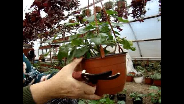 Зимнее черенкование пеларгонии смотреть онлайн