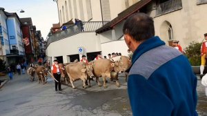 традиции Швейцарии | коровы Аппенцель