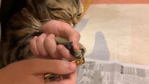 КАК ПОДСТРИЧЬ КОГТИ КОТУ, ЧТОБЫ ОН НЕ ВЫРЫВАЛСЯ!