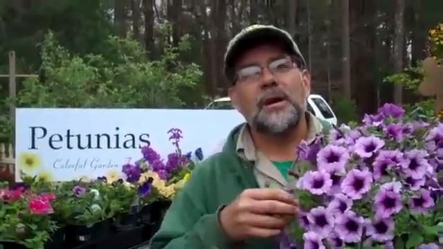 Supertunia Sale - Buy One Get One FREE! If I can grow it, you can too! .mp4 смотреть онлайн