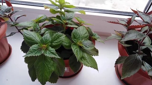 ахименесы на Кубани смотреть онлайн