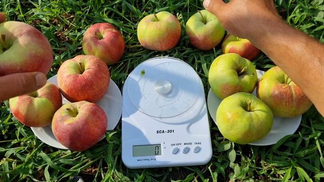 Яблоня Тевел смотреть онлайн