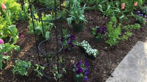 🌷Planting Sweet Peas ~ Tulips ~ Pansies ~ Alyssum ~ Y Garden 🌷