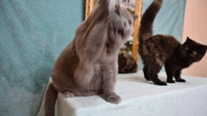 Британские короткошерстные котята в продаже