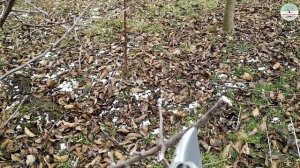 Обрезка яблони веретено. Клыкование веток.  ММ 106. Обрезка яблони зимой.