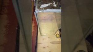 Переклейка б/у аквариума ч.1