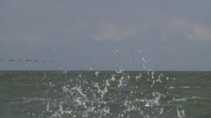 Азовское море футаж