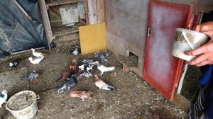 в гостях Армянские голуби и широкохвостые porumbei