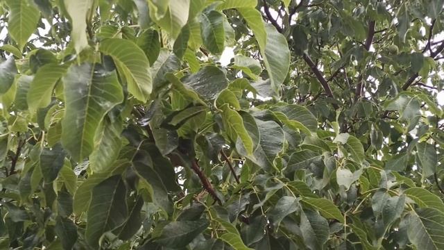 12 сентября народный праздник АЛЕКСАНДРОВ ДЕНЬ. СЫТНИК. народные приметы и поверья смотреть онлайн