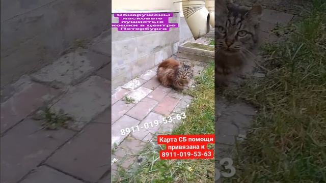 СОС! Породистые сибирские кошки на улице...  Ласковые! Нужны удочерители и передержки! Петербург!