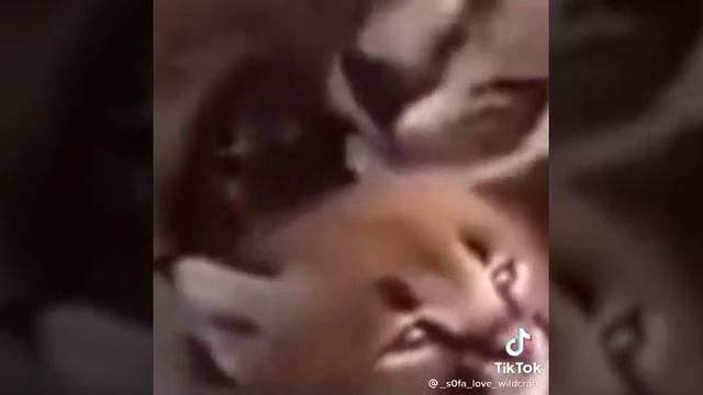 рысь и его детеныш зевают и говорят "пельмени" смотреть онлайн