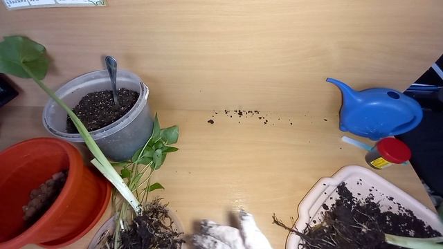 Как выращивать каллу Эфиопскую в комнатных условиях. Как посадить каллу дома.
