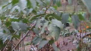 Грецкий орех ИДЕАЛ