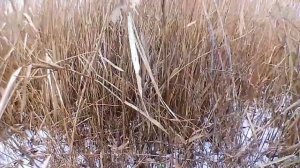 Установка петли на фазана.