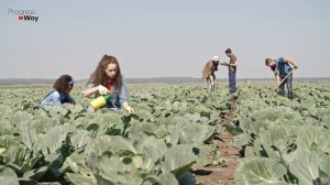 Опытные садоводы делают это с капустой в августе и собирают крепкие и сочные кочаны осенью!