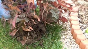 Гейхера. Уход и размножение.