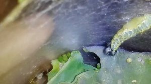 Гусеница капустница сбрасывет кожу и превращается в куколку