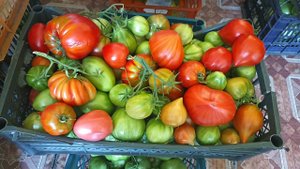 Сибирь. Обзор и уборка оставшихся томатов с открытого грунта на 9 сентября 2022 г.