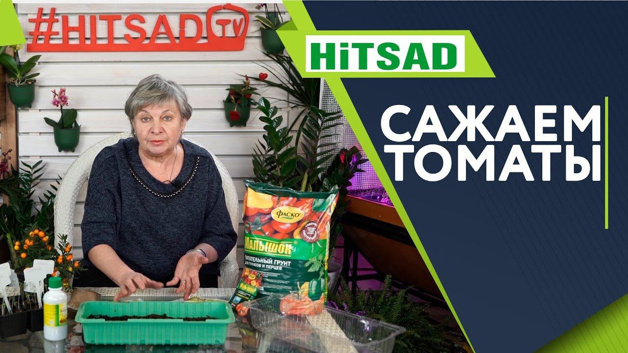 КАК ПРАВИЛЬНО сажать семена ТОМАТА  Советы от Хитсад ТВ   Выращивание рассады