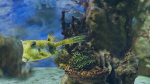 Aquarium and calm music |  Аквариум и спокойная музыка