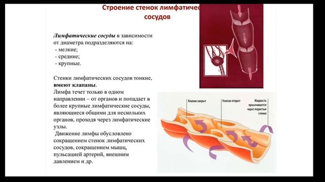 Стенка лимфатического капилляра