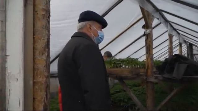 Озеленение Сургута 2020 глава посетил теплицы смотреть онлайн