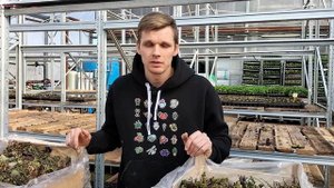 Выращивание клубники в открытом грунте