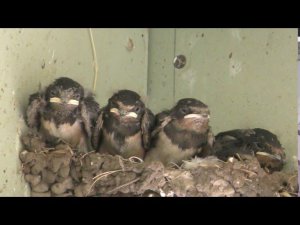 Ластушата, 6 08 20 г