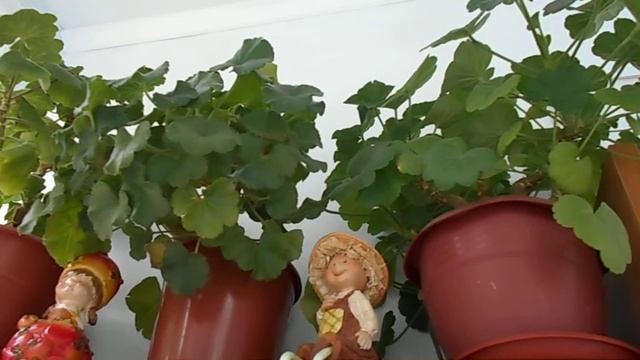 #15 Мои комнатные растения 1 часть.Герань. смотреть онлайн