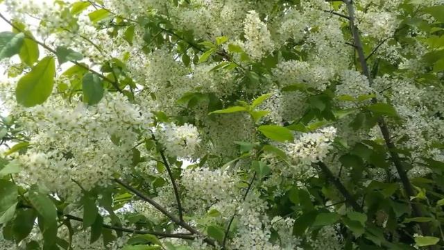 ЦВЕТЁТ ЧЕРЁМУХА смотреть онлайн