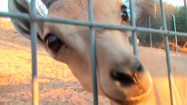 Джасик в зоопарке смотреть онлайн
