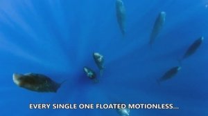 Удивительное явление: киты спят вертикально в воде.