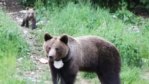 Жители Румынии требуют защитить их от нашествия медведей