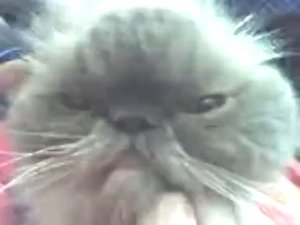 Коты!ржач