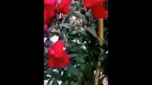 Чудеса. Вторая Жизнь. Цветы.Львиный Зев.