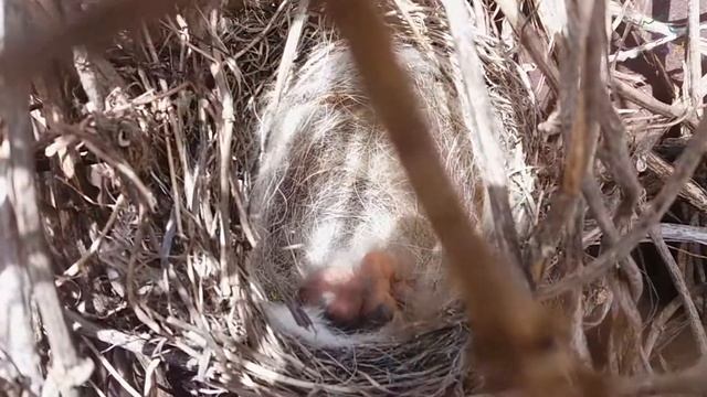 Как выглядит птичье гнездо изнутри - Подмосковье 2018 г смотреть онлайн